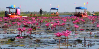 บัวแดงบานเต็มท้องน้ำหนองหาน