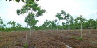 ขายที่ดินโพนพิสัย