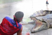 ฟาร์มจระเข้หนองคาย