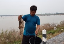 ชาวท่าบ่อหนองคายหาหนูพุกกิน ขายตัวละ 150-180 บาท