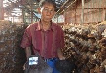 เห็ดกระถินพิมาน เพาะตามกระแสอาจถึงเจ๊ง ต้องเพาะเพื่อการวิจัยต่อยอดระดับประเทศ