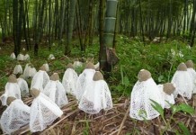 “เห็ดเยื่อไผ่” ซินโครตรอนวิจัยพบอุดมด้วยสารคุณประโยชน์สูง-เป็นยาโด๊ปขนานเอก