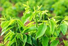 ผักหวานป่า ซุปเปอร์ฟู๊ด